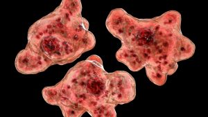 beyin-yiyen-amip-olarak-bilinen-naegleria-fowlerinin-yayilmaya-baslamasi-korkutuyor-w8GDcvfc.jpg