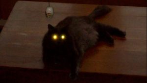 kedilerin-gozleri-neden-karanlikta-parlar-bH2mxnWZ.jpg
