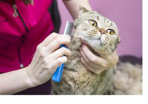 Cat grooming, combing wool. Express molt. Beautiful cat in a beauty salon. Grooming animals, combing hair. master of grooming cats.