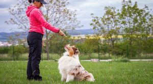 kopekegitimfiyatlari6